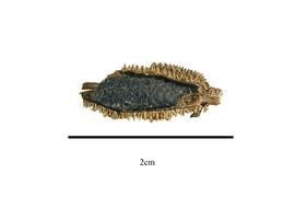   Fruit, seeds:   Vellozia phantasmagorica ;nbsp;Photo by R. Gibbons, USDA APHIS PPQ, Kirkbride et al. (2006) 
