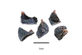   Seeds:   Vellozia phantasmagorica;nbsp; Photo by R. Gibbons, USDA APHIS PPQ, Kirkbride et al. (2006) 
