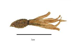   Fruit:   Xerophyta dasylirioides , with calyx;nbsp;Photo by R. Gibbons, USDA APHIS PPQ, Kirkbride et al. (2006) 
