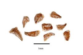   Seeds:  Xerophyta dasylirioides;nbsp;Photo by R. Gibbons, USDA APHIS PPQ, Kirkbride et al. (2006) 
