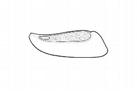   Embryo:   Barbacenia  sp.;nbsp;Illustration by K. Parker, Kirkbride et al. (2006) 

