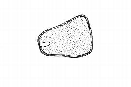   Embryo:   Barbacenia gracilis;nbsp; Illustration by K. Parker, Kirkbride et al. (2006) 

