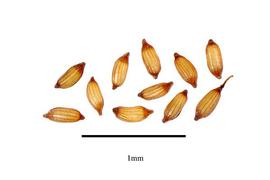   Seeds:   Xyris pauciflora;nbsp; Photo by R. Gibbons, USDA APHIS PPQ, Kirkbride et al. (2006) 
