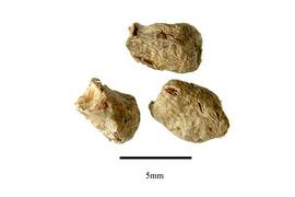   Seeds:   Alpinia latilabris ;nbsp;Photo by R. Gibbons, USDA APHIS PPQ, Kirkbride et al. (2006) 
