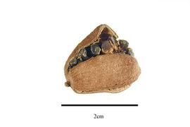   Fruit, seeds:   Cucurma  sp.;nbsp;Photo by R. Gibbons, USDA APHIS PPQ, Kirkbride et al. (2006) 
