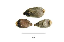   Seeds:   Cucurma  sp.;nbsp;Photo by R. Gibbons, USDA APHIS PPQ, Kirkbride et al. (2006) 
