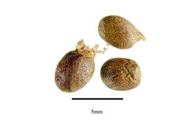   Seeds:   Hedychium gardnerianum ;nbsp;Photo by R. Gibbons, USDA APHIS PPQ, Kirkbride et al. (2006) 

