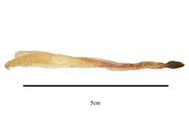   Fruit:   Rhynchanthus beesianus ;nbsp;Photo by R. Gibbons, USDA APHIS PPQ, Kirkbride et al. (2006) 
