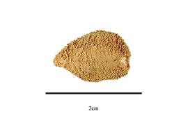   Fruit:   Riedelia  sp.;nbsp;Photo by R. Gibbons, USDA APHIS PPQ, Kirkbride et al. (2006) 
