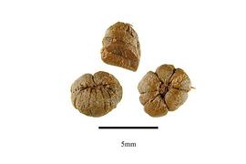   Seeds:   Riedelia  sp., seed clusters;nbsp;Photo by R. Gibbons, USDA APHIS PPQ, Kirkbride et al. (2006) 
