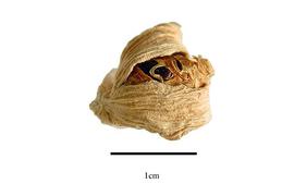   Fruit:   Zingiber officinale ;nbsp;Photo by R. Gibbons, USDA APHIS PPQ, Kirkbride et al. (2006) 
