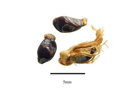   Seeds:   Zingiber officinale,  with aril and without;nbsp;Photo by R. Gibbons, USDA APHIS PPQ, Kirkbride et al. (2006) 
