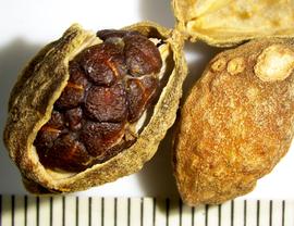   Fruits, seeds:  Zingiberaceae;nbsp;Photo by A. Margina, USDA APHIS PPQ, imageID.idtools.org
