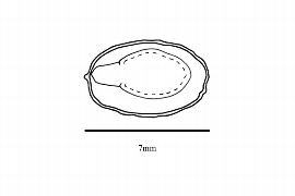  Embryo:  Guaiacum angustifolium ; Illustration by K. Parker, Kirkbride et al. (2006)
