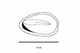   Embryo:   Actinidia rubricaulis  var.  coriacea ;nbsp;Illustration by K. Parker, Kirkbride et al. (2006)
