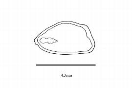   Embryo:   Clematoclethra lasioclada ;nbsp;Illustration by K. Parker, Kirkbride et al. (2006)
