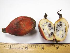   Fruits, seeds:   Aframomum  sp.;nbsp;Photo by N. Diaz, USDA APHIS PPQ, imageID.idtools.org 
