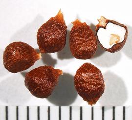   Seeds:   Aframomum melegueta ;nbsp;Photo by A. Margina, USDA APHIS PPQ, imageID.idtools.org 
