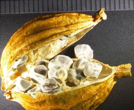   Fruit, seeds:   Alpinia  sp.;nbsp;Photo by K. Rock,nbsp;USDA APHIS PPQ, imageID.imageID.org 
