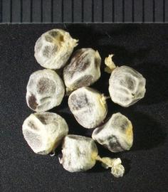   Seeds:   Alpinia  sp.;nbsp;Photo by K. Rock, USDA APHIS PPQ, imageID.imageID.org 
