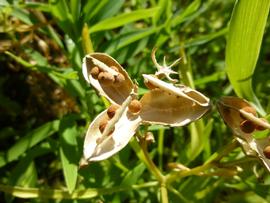   Fruit, seeds:   Alstroemeria aurea ; Photo by Z.nbsp;Akulova, calphotos.berkeley.edu 
