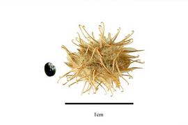   Fruit,nbsp;seed:   Pupalia lappacea ; Photo by R. Gibbons, USDA APHIS PPQ, Kirkbride et al. (2006)

