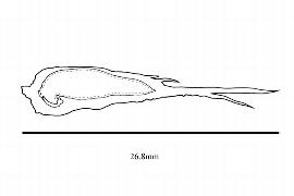   Embryo:   Orthopterygium huaucui ;nbsp;Illustration by K. Parker, Kirkbride et al. (2006)
