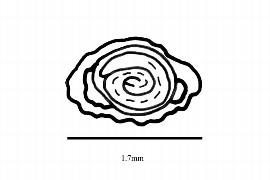   Embryo:   Anredera diffusa ;nbsp;Illustration by K. Parker, Kirkbride et al. (2006)
