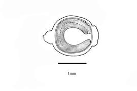   Embryo:   Anredera cordifolia; nbsp;Illustration by K. Parker, Kirkbride et al. (2006)
