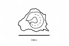   Embryo:   Ullucus tuberosus;nbsp; Illustration by K. Parker, Kirkbride et al. (2006)
