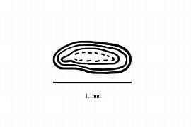   Embryo:   Alnus orientalis ;nbsp;Illustration by K. Parker, Kirkbride et al. (2006)
