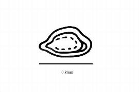  Embryo:   Betula ermanii ;nbsp;Illustration by K. Parker, Kirkbride et al. (2006)
