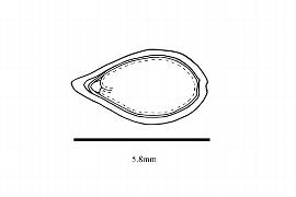   Embryo:   Ostrya carpinifolia ;nbsp;Illustration by K. Parker, Kirkbride et al. (2006)
