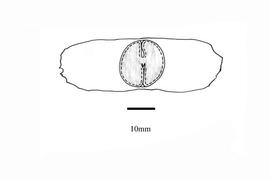   Embryo:     Mansoa alliacea ;nbsp;Illustration by K. Parker, Kirkbride et al. (2006)

