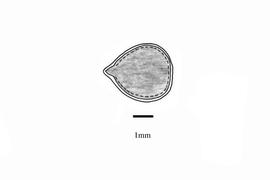   Embryo:   Trichodesma zeylanicum ;nbsp;Illustration by K. Parker, Kirkbride et al. (2006)
