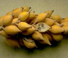   Infructescence:   Bromelia pinguin ; Photo by M.  G. Vargas, eol.org

