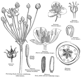   Fruit, seed: nbsp; Butomusnbsp; sp.; Illustration bynbsp;L. Steinheil and A. Riocreux, A general system of botany (1873), courtesy of Biodiversity Heritage Library 
