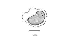   Embryo:   Harrisia martinii ;nbsp;Illustration by K. Parker, Kirkbride et al. (2006)
