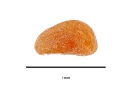   Seed:   Callitriche palustris ;nbsp;Photo by R. Gibbons, USDA APHIS PPQ, Kirkbride et al. (2006)
