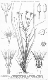  Fruit, seed:nbsp;  Campynemanthe neocaledonica ; Illustration by P. Highley, Rendle et al. (1921), courtesy of L. Watson and M.J. Dallwitz, 1992 onwards 
