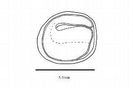   Embryo:nbsp;  Cannabis   sativa ;nbsp;Illustration by K. Parker, Kirkbride et al. (2006)
