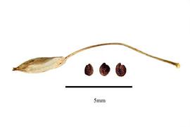   Fruit,nbsp;seeds:   Drymaria cordata ; Photo by R. Gibbons, USDA APHIS PPQ, Kirkbride et al. (2006)
