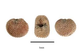   Seeds: nbsp; Silene noctiflora ; Photo by R. Gibbons, USDA APHIS PPQ, Kirkbride et al. (2006)
