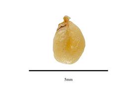   Seeds:   Cneorum tricoccon ; Photo by R. Gibbons, USDA APHIS PPQ, Kirkbride et al. (2006)
