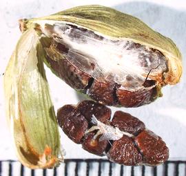   Fruit, seeds:   Elettaria cardamomum ;nbsp;Photo by A. Margina, USDA APHIS PPQ, imageID.idtools.org 
