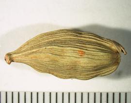   Fruit:   Elettaria cardamomum ;nbsp;Photo by A. Margina, USDA APHIS PPQ, imageID.idtools.org 
