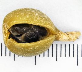   Fruit, seeds:   Elettaria cardamomum , fresh fruit;nbsp;Photo by N. Diaz, USDA APHIS PPQ, imageID.idtools.org 
