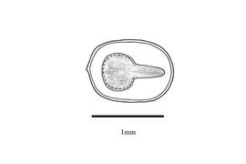   Embryo:   Acalypha alopecuroidea ;nbsp;Illustration by K. Parker, Kirkbride et al. (2006)
