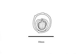   Embryo:   Macaranga triloba ;nbsp;Illustration by K. Parker, Kirkbride et al. (2006)
