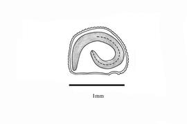   Embryo:   Phyllanthus maderaspatensis ;nbsp;Illustration by K. Parker, Kirkbride et al. (2006)
